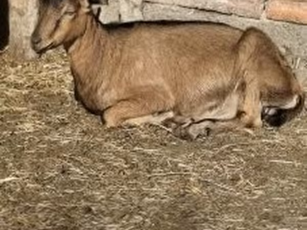 公山羊, Alpine goat