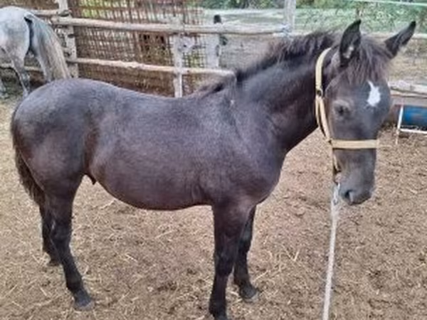 Caballo, Caballos