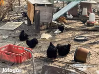 Pekin-Zwerg — Foto 4