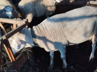 Widder, Lacaune sheep — Foto 4