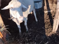 Widder, Lacaune sheep — Foto 1