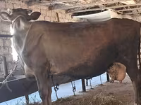 Tehén, Swiss cattle — 8. fotó