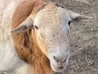 Kos, Dorper sheep — 4. fotó