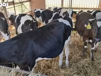 Bulle, Simmental cattle — Foto 4