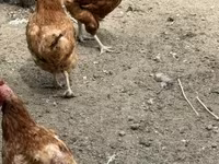 Chickens — الصورة 4