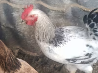 Chickens — 照片 1