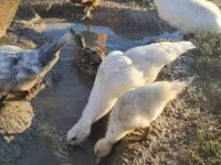 Ducks — zdjęcie 2