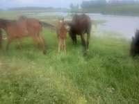 Yegua, Caballos — foto 1