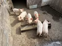 母猪, Pigs — 照片 2