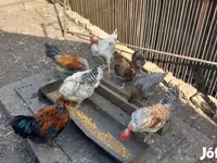 Chickens — 1. fotó