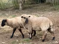 Sheep (batch, sex not specified), White Suffolk sheep — photo 7