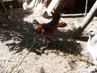 Chickens — Foto 3