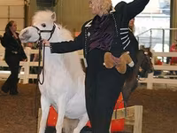Hing, Miniature horse — 6. fotó