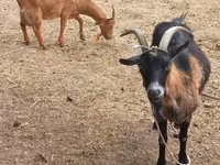 Nőstény kecske, Alpine goat — 1. fotó