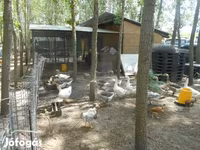 Geese — 照片 1