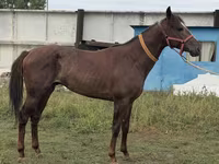 Hing, Arabian horse — 8. fotó