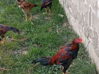 Chickens — zdjęcie 2