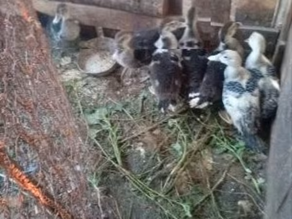 Ducks