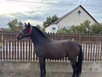 Cheval, Chevaux — photo 1
