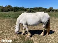 Caballo, Caballos — foto 2