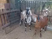 公山羊, Nubian Goat — 照片 3