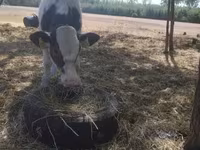 सांड, Russian Black pied cattle — फ़ोटो 6