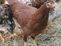 Chickens — foto 2