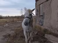Koń, Konie — zdjęcie 4