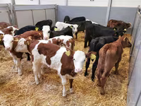 Bovinos (lote, sexo no especificado), Simmental cattle — foto 1