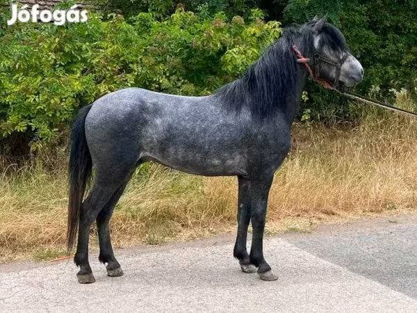 Hing, Hungarian horse breed — Magyarország