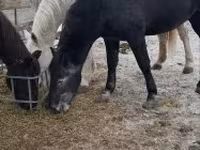 Caballo, Lipizzaner — foto 5