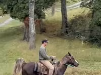 Horse (M), Rocky Mountain Horse — photo 2