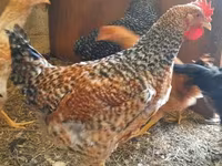 Chickens — الصورة 8