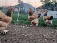 Brahma — foto 4