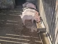 Sow, Pigs — photo 5