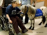 Hing, Miniature horse — 2. fotó