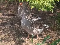 Geese — 照片 3
