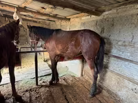 At, Horse breed — foto 6