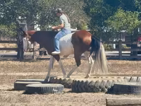 Caballo, American paint horse — foto 5