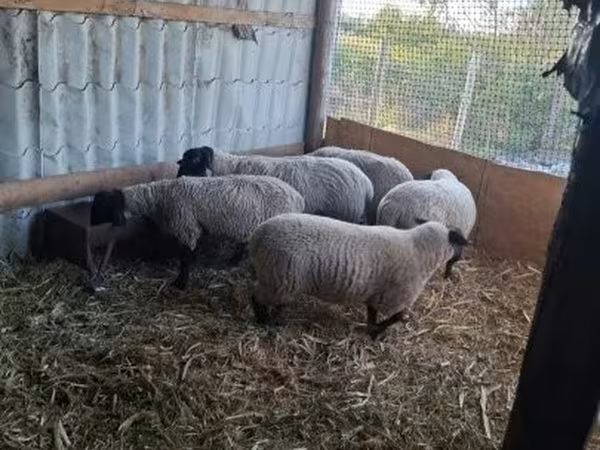 Brebis, White Suffolk sheep