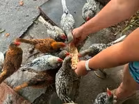 سيبرايت — الصورة 6