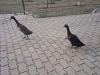 Indian Runner — zdjęcie 1