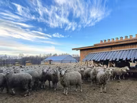 Kos, Kuibyshev sheep — 2. fotó