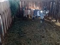 母山羊, Goats — 照片 3