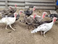 Turkeys — Foto 1