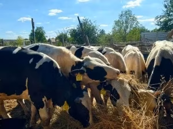 公牛, Russian Black pied cattle