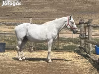 Kanca, Hungarian horse breed — 1. fotó