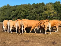 Tehén, Partenaise cattle — 3. fotó