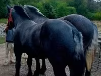 公马, Percheron — 照片 1