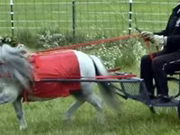 حصان, Miniature horse — الصورة 6